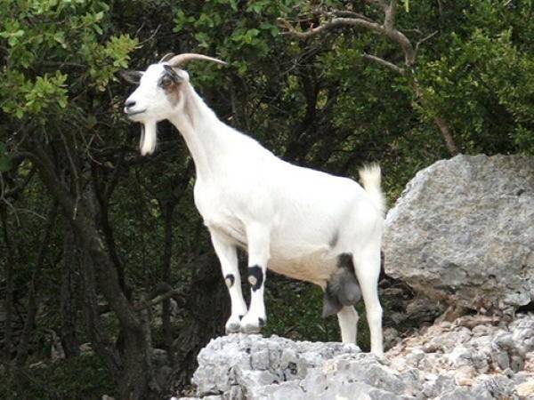 Nằm mơ thấy dê Nằm mơ thấy dê