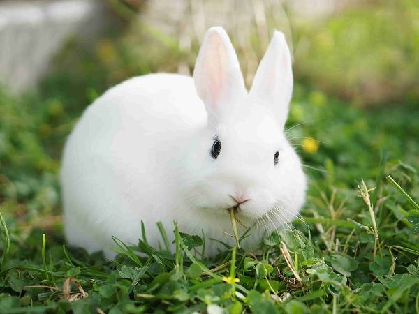 Nằm mơ thấy thỏ chơi xổ số con gì có ý nghĩa gì may mắn
