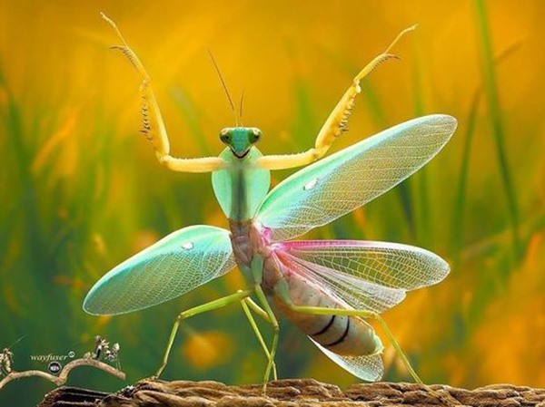 Điều gì sắp xảy ra nếu bạn đi đường thấy bọ ngựa