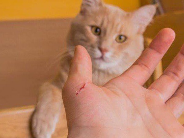 Bất ngờ bị mèo cắn hoang mang lo sợ với điềm sau