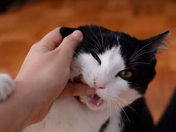 Bất ngờ bị mèo cắn hoang mang lo sợ với điềm sau