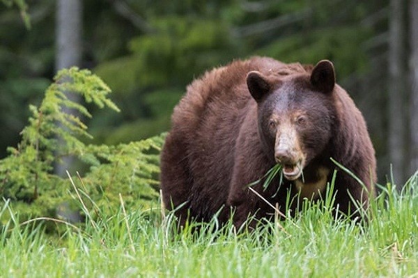 Gặp con gấu đang ngủ đông