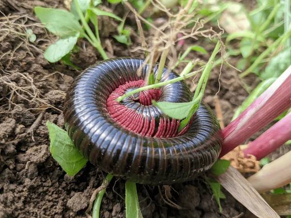 Nhìn thấy cuốn chiếu thể hiện điềm báo gì đặc biệt Nhìn thấy cuốn chiếu thể hiện điềm báo gì đặc biệt