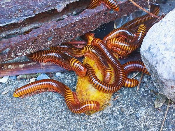 Nhìn thấy cuốn chiếu thể hiện điềm báo gì đặc biệt Nhìn thấy cuốn chiếu thể hiện điềm báo gì đặc biệt