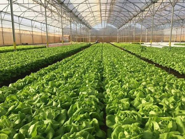 Cùng luận giải điềm báo từ việc đi đường thấy nông trại Cùng luận giải điềm báo từ việc đi đường thấy nông trại