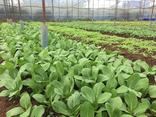 Cùng luận giải điềm báo từ việc đi đường thấy nông trại Cùng luận giải điềm báo từ việc đi đường thấy nông trại