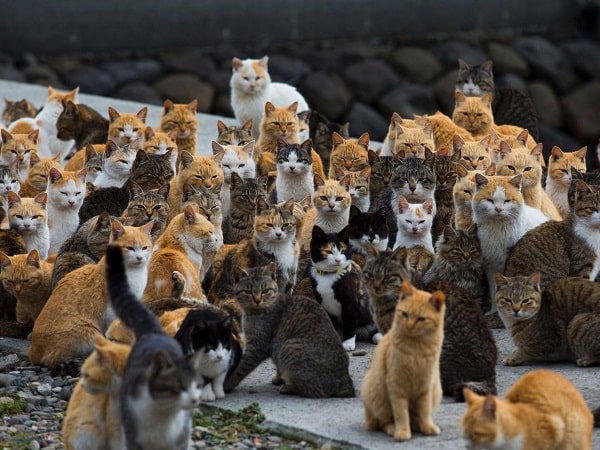 Đi đường nhìn thấy đàn mèo có con số nào may mắn?