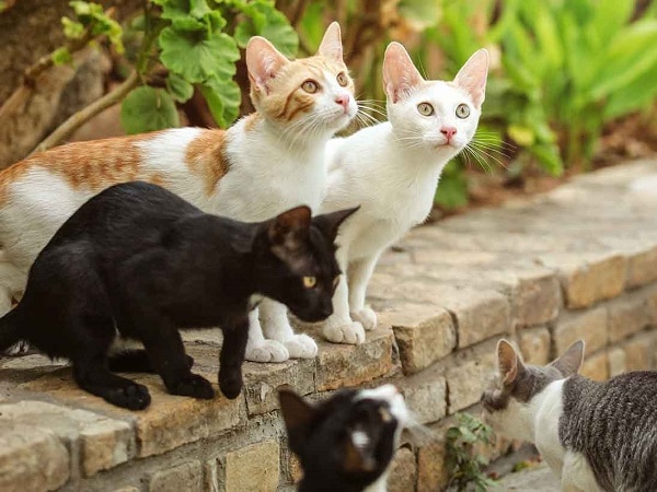 Đi đường nhìn thấy đàn mèo báo hiệu may mắn ập tới?