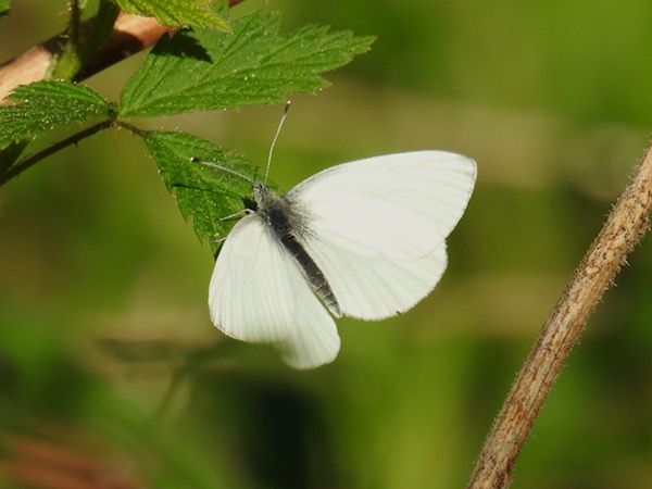 Gặp con bướm bay vào nhà có phải điềm báo tốt lành?