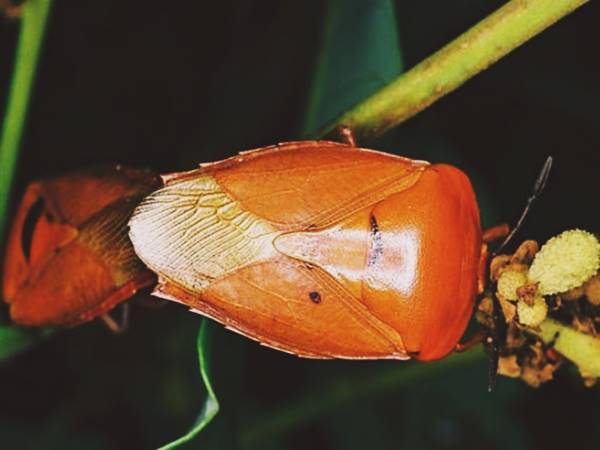 Đi tìm con số may mắn khi thấy con bọ xít hôm sau 2