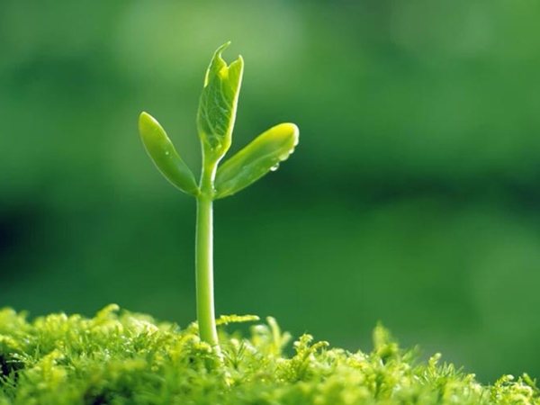 Thịnh vượng lớn với số may mắn mệnh Mộc 27/3/2025