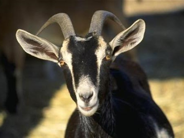 Con số may mắn tuổi Đinh Mùi cho phú quý viên mãn