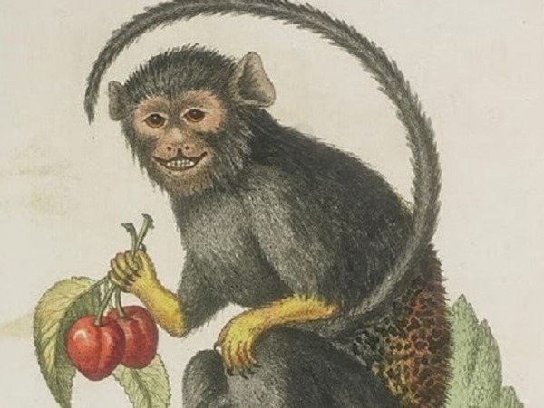 Gợi ý con số may mắn tuổi Thân thu hút phúc khí