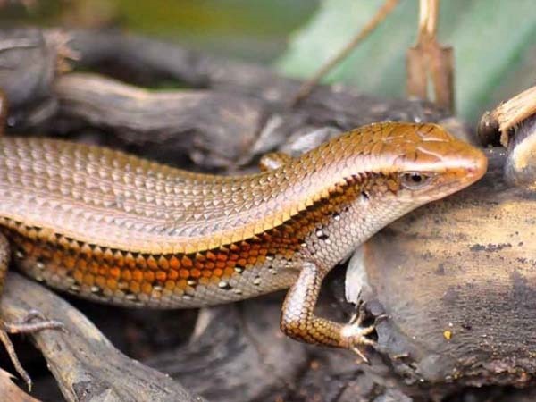 Ngủ mơ thấy rắn mối cảnh báo trước điềm gì sắp đến?