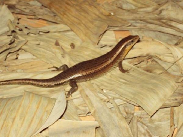 Ngủ mơ thấy rắn mối cảnh báo trước điềm gì sắp đến?