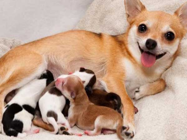 Ngủ mê thấy chó con mới sinh bị chết