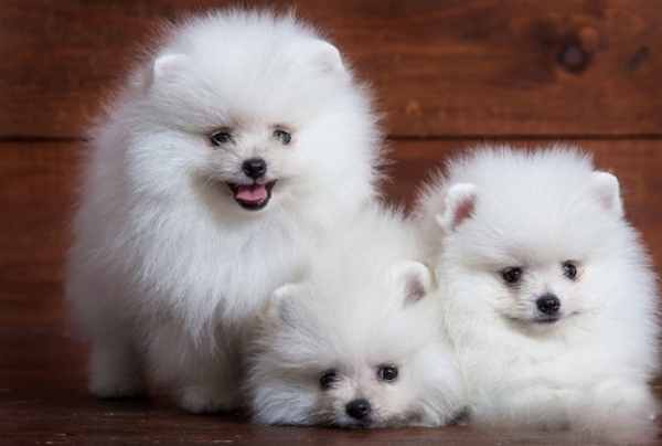 Bí ẩn đằng sau giấc mơ thấy chó trắng bạn nên biết