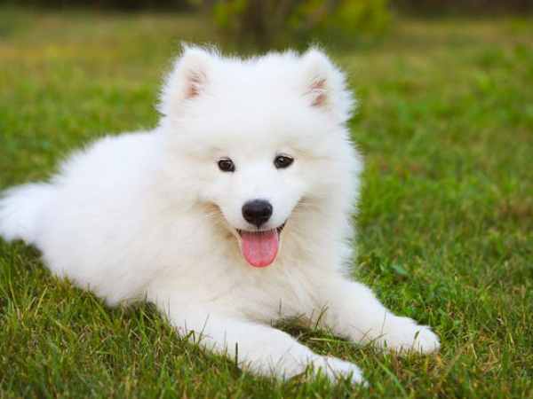 Ngủ mê thấy một đàn chó trắng chạy quanh nhà