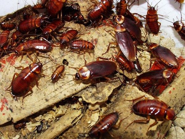 Nằm mơ thấy con gián tiềm ẩn nhiều rắc rối?