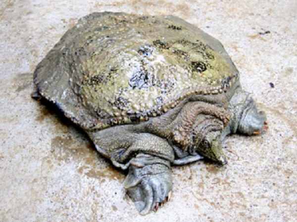 Nằm mộng thấy con ba ba bơi trong ao hoặc hồ