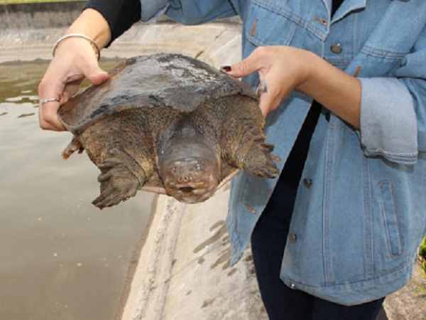 Giải mã ý nghĩa giấc mơ thấy con ba ba chuẩn tâm linh