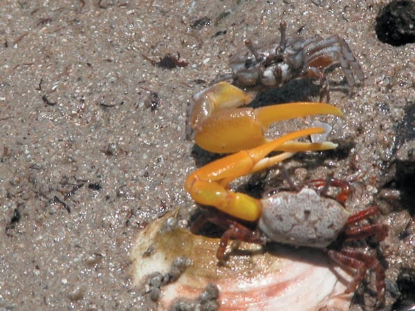 Mộng thấy cua bò vào nhà