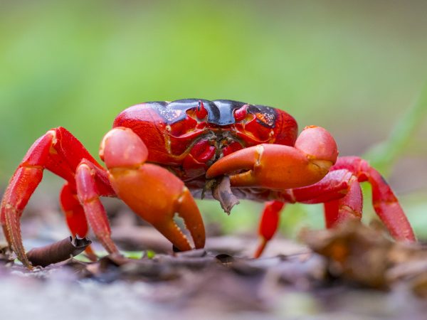 Giải mã chiêm bao mơ thấy con cua báo may hay rủi?