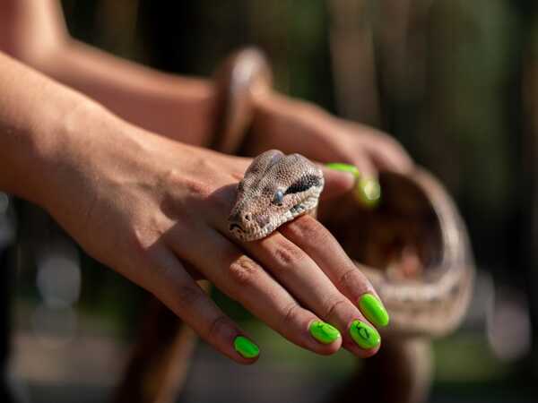 Mơ thấy rắn độc cắn vào tay, vào chân là điềm gì, may mắn hay xui xẻo?